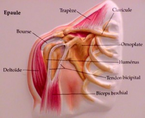 Anatomie épaule