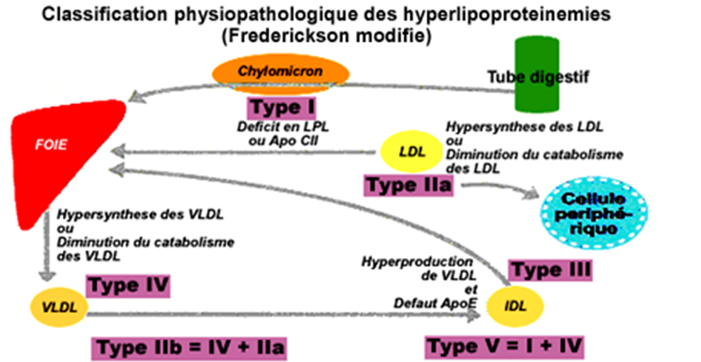 Hyperlipoprotéinémies