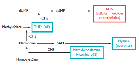 Actions cellulaires coordonnées et points d’impact de la vitamine B12 et de l’acide folique (AF) [schéma simplifié]. dUMP : déoxyuridine monophosphate ; dTTP : déoxythymidine triphosphate ; -CH3 : radical méthyl ; THF4 : tétrahydrofolate.