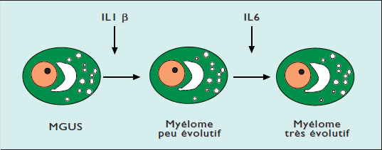 Effets des cytokines et évolutivité de la cellule myélomateuse