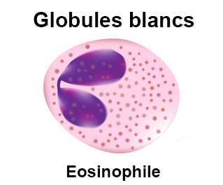 Globule blanc - éosinophile - Hyperéosinophilie