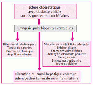 Figure 1. Orientation to cholestatic jaundice with dilatation of bile vessels off
