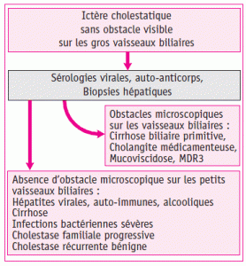Figure 2. Orientation diagnostique devant un ictère cholestatique sans obstacle sur les gros vaisseaux biliaires