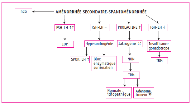 Figure 2. Démarche étiologique en cas de spanioménorrhée ou d’aménorrhée secondaire. SOPK : syndrome des ovaires polykystiques.