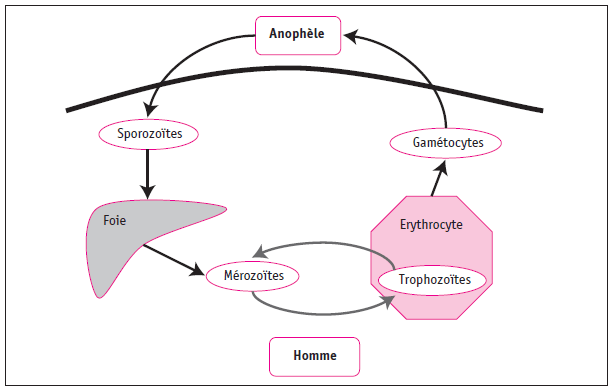 Figure 1. Cycle parasitaire