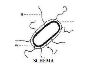 SCHÉMA : situant les antigènes 0, H et Vi chez les Entérobactéries