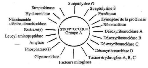 FIGURE 2: extracellular components released by group A streptococci