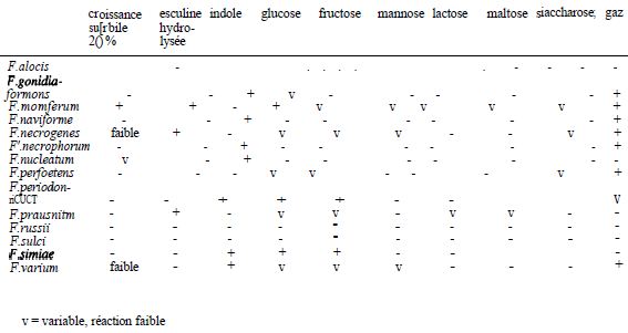 TABLEAU VI : principaux caractères d'identification des espèces de Fusobactérium