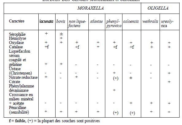Principaux caractères d'identification des espèces des genres Moraxella et Oligella