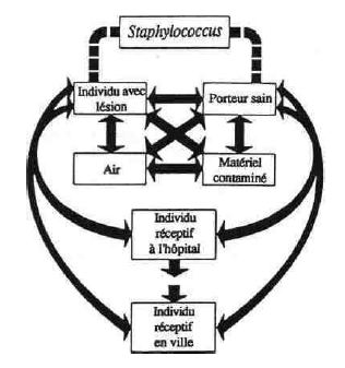 Scheme 1: staphylococci transmission paths