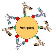 Anticorps anti-antigènes nucléaires solubles ou anticorps anti-ENA Anticorps antihistones