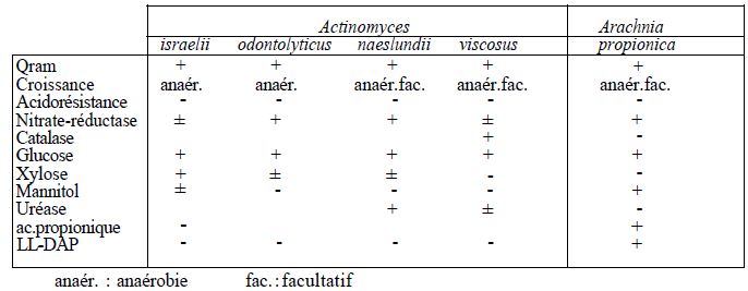 TABLEAU II : principaux caractères d'identification des Actinomycètes « Anaérobies »