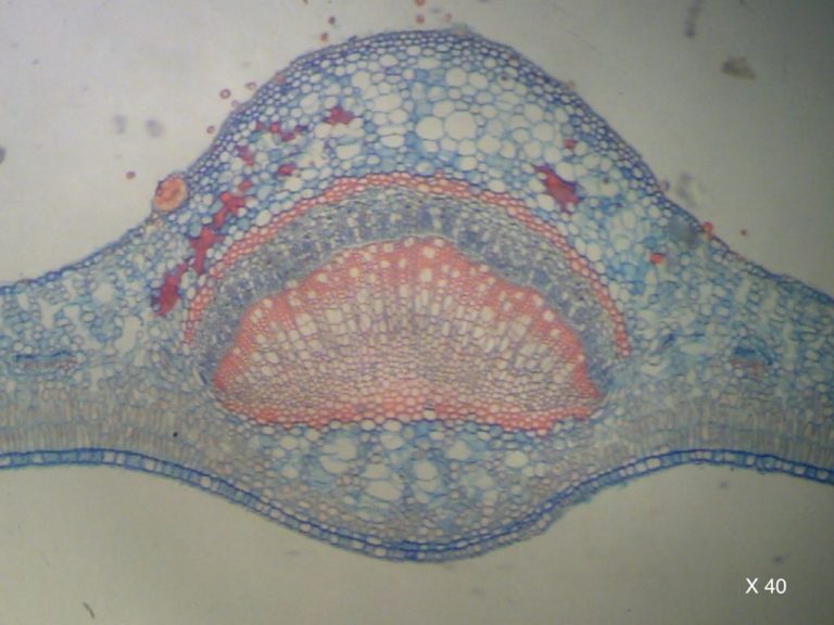 Fern cut microscopic 40x magnification