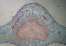 Fougère coupe microscopique 2
