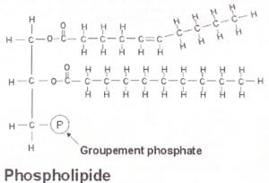 Lipid 4